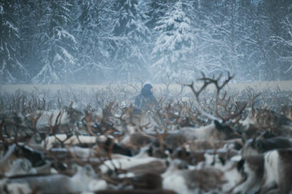 Reinsdyr og en mann i midten av dem